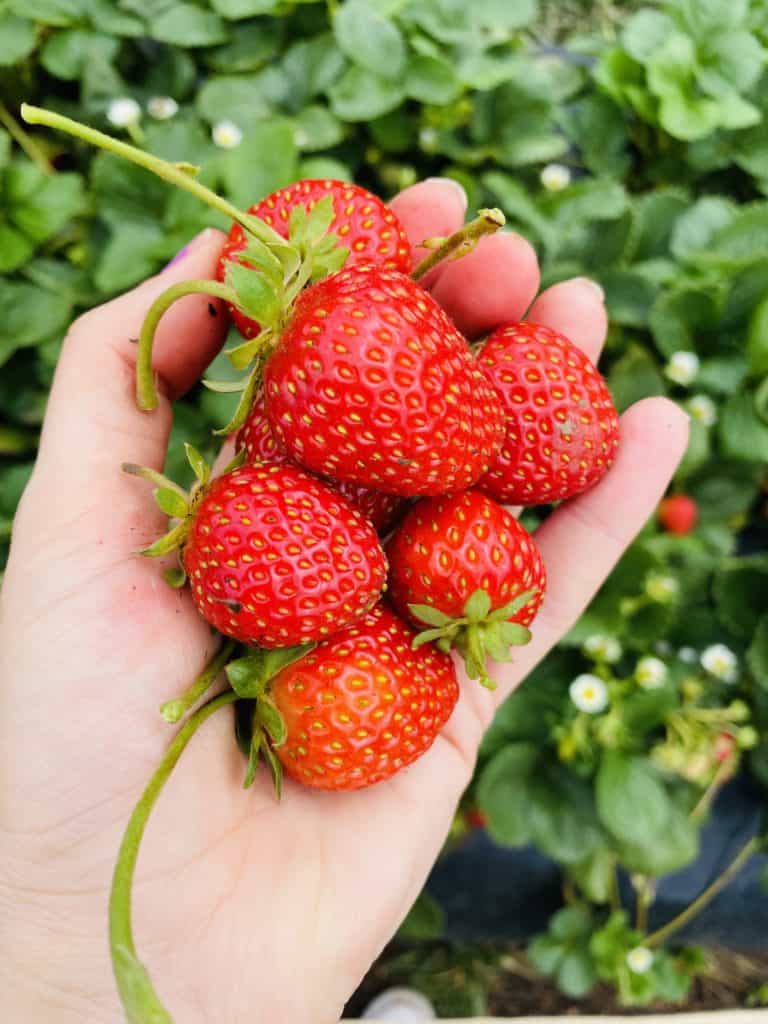 Freshly picked strawberries