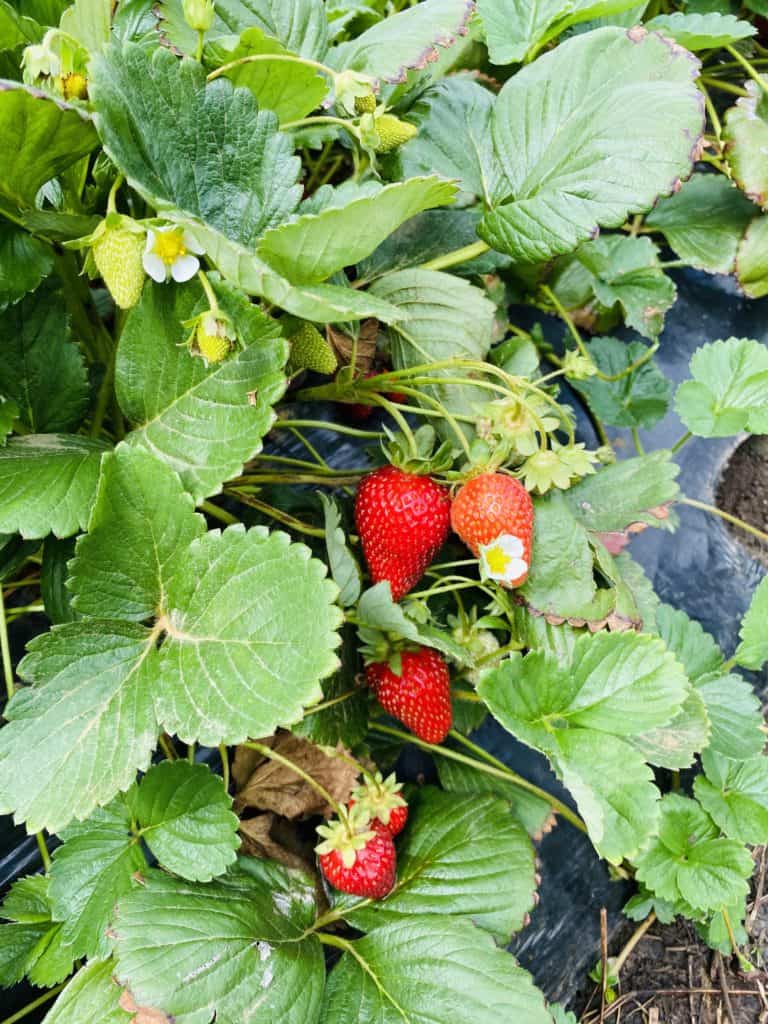 Strawberry fields in bacchus Marsh