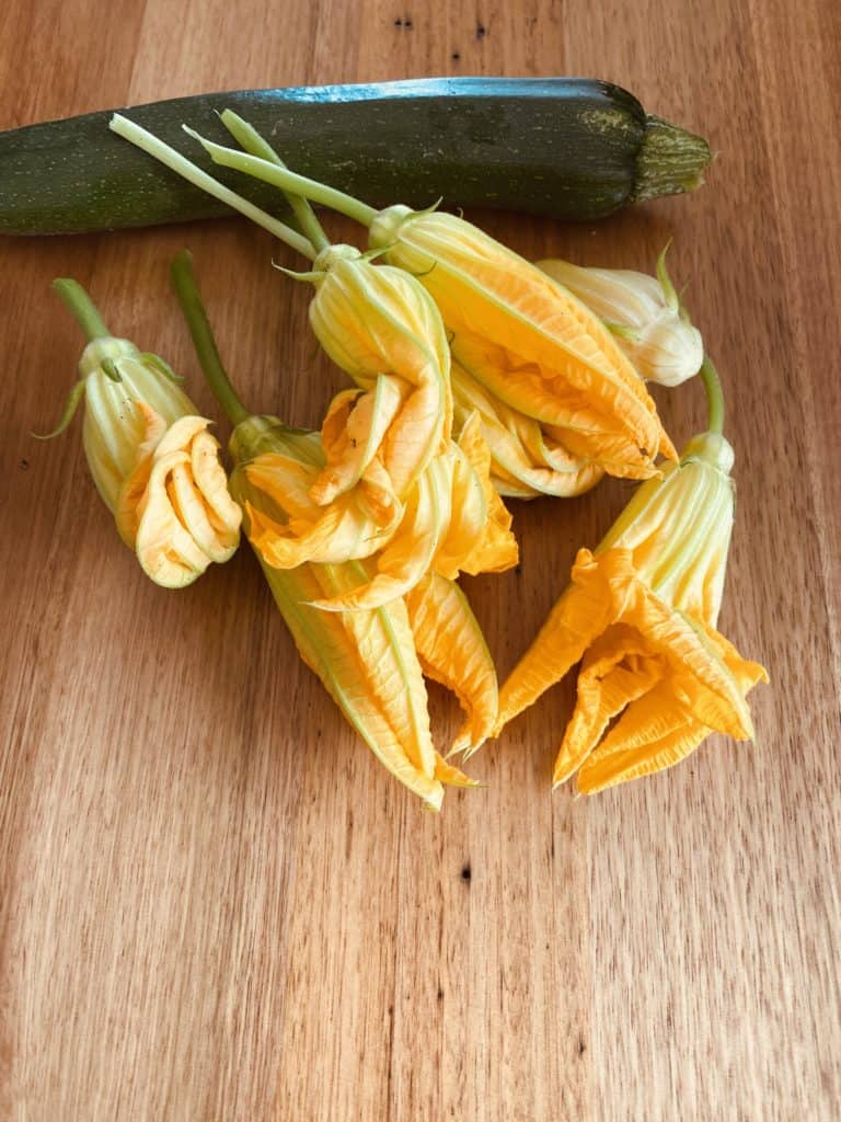 yellow zucchini flowers